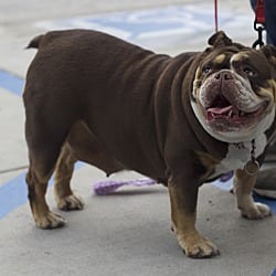 Photo of Clara Cupcake, adoptable English Bulldog in Boulder, Colorado