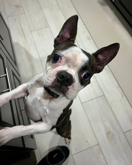 Photo of Floki, adoptable Boston Terrier in Monticello, New Jersey