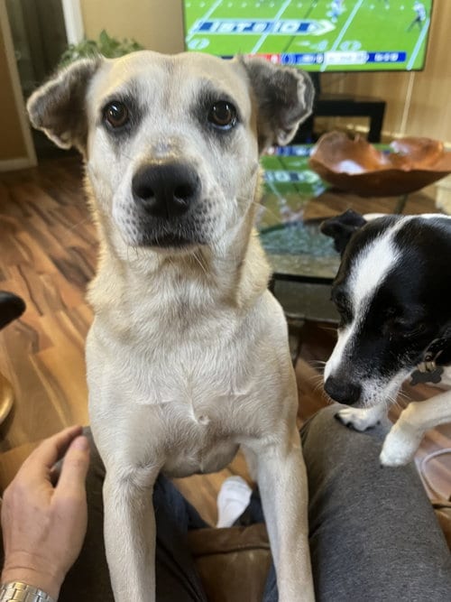 Photo of Maggie, adoptable Labrador Retriever in The Woodlands, Texas
