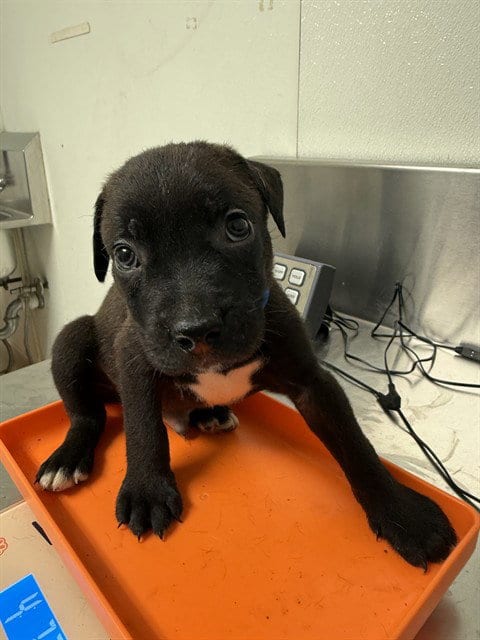 Photo of Lima Bean, adoptable Pit Bull Terrier in Bakersfield, California