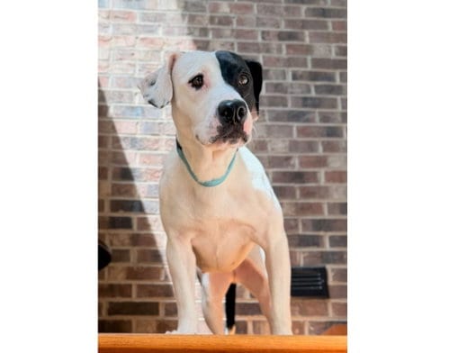 Photo of Sweetie, adoptable American Staffordshire Terrier in Chapel Hill, North Carolina