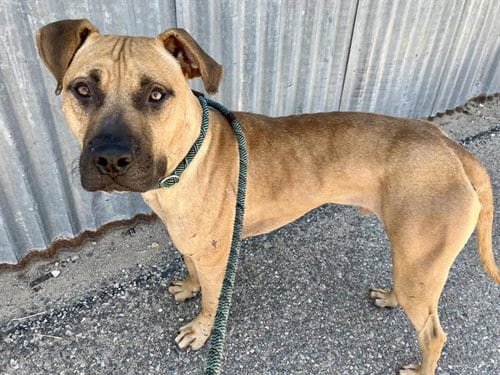 Photo of Rano, adoptable American Pit Bull Terrier in Albuquerque, New Mexico
