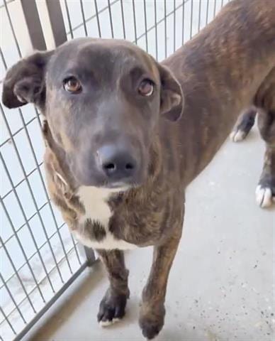 Photo of Shania, adoptable Belgian Shepherd Malinois in Houston, Texas