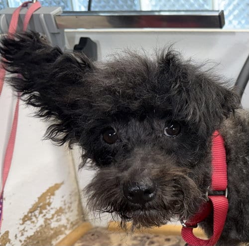 Photo of Minnie, adoptable Schnauzer in Wheaton, Illinois