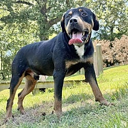 Photo of Rocky, adoptable Rottweiler in East Hartford, Connecticut