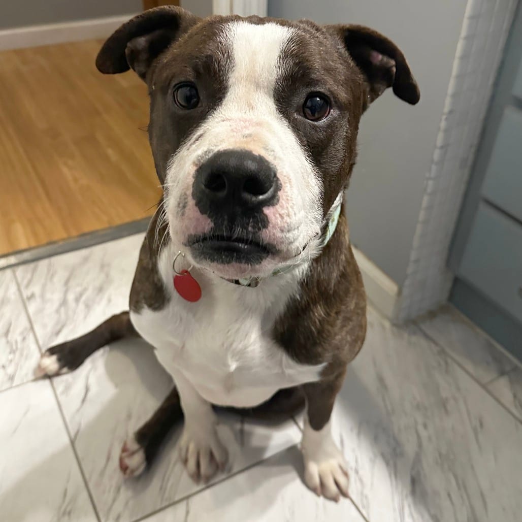 Photo of Sapporo, adoptable Mixed Breed (Medium) in St. Louis, Missouri