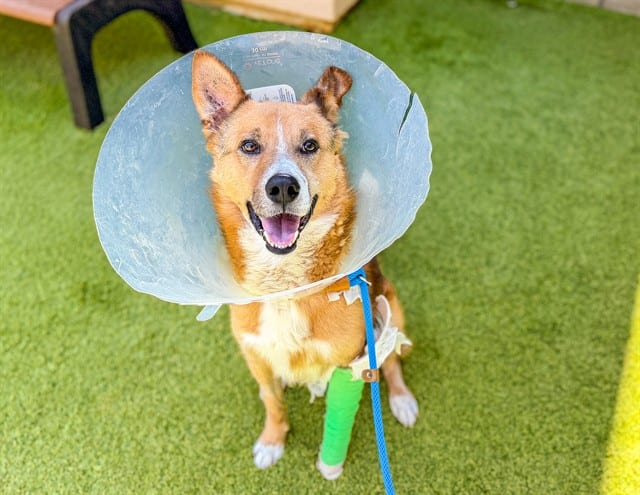Photo of Nike, adoptable Australian Shepherd mix in San José, California