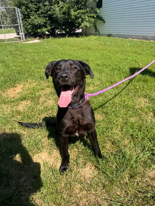 Photo of Meteor Strike, adoptable Labrador Retriever in Muskegon, Michigan