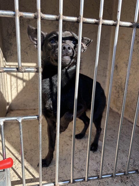 Photo of A481693, adoptable Chihuahua in Oklahoma City, Oklahoma