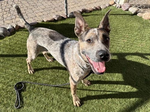 Photo of Wanda, adoptable Australian Cattle Dog/Blue Heeler in Phoenix, Arizona