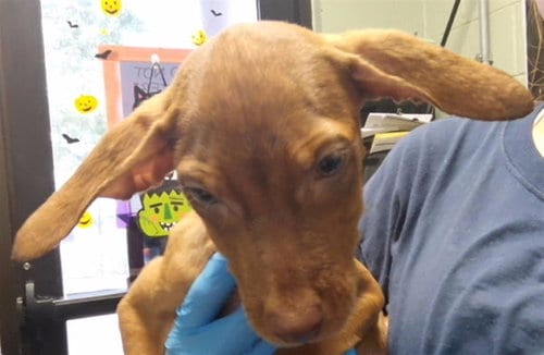 Photo of Allie, adoptable Redbone Coonhound in Tulsa, Oklahoma