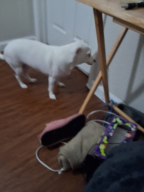 Photo of Chance, adoptable Chihuahua in Woodland, California