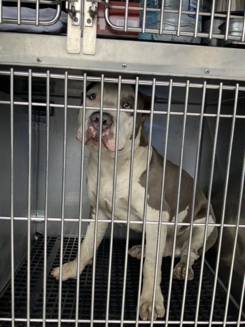 Photo of Zeus, adoptable American Pit Bull Terrier in Chicago, Illinois