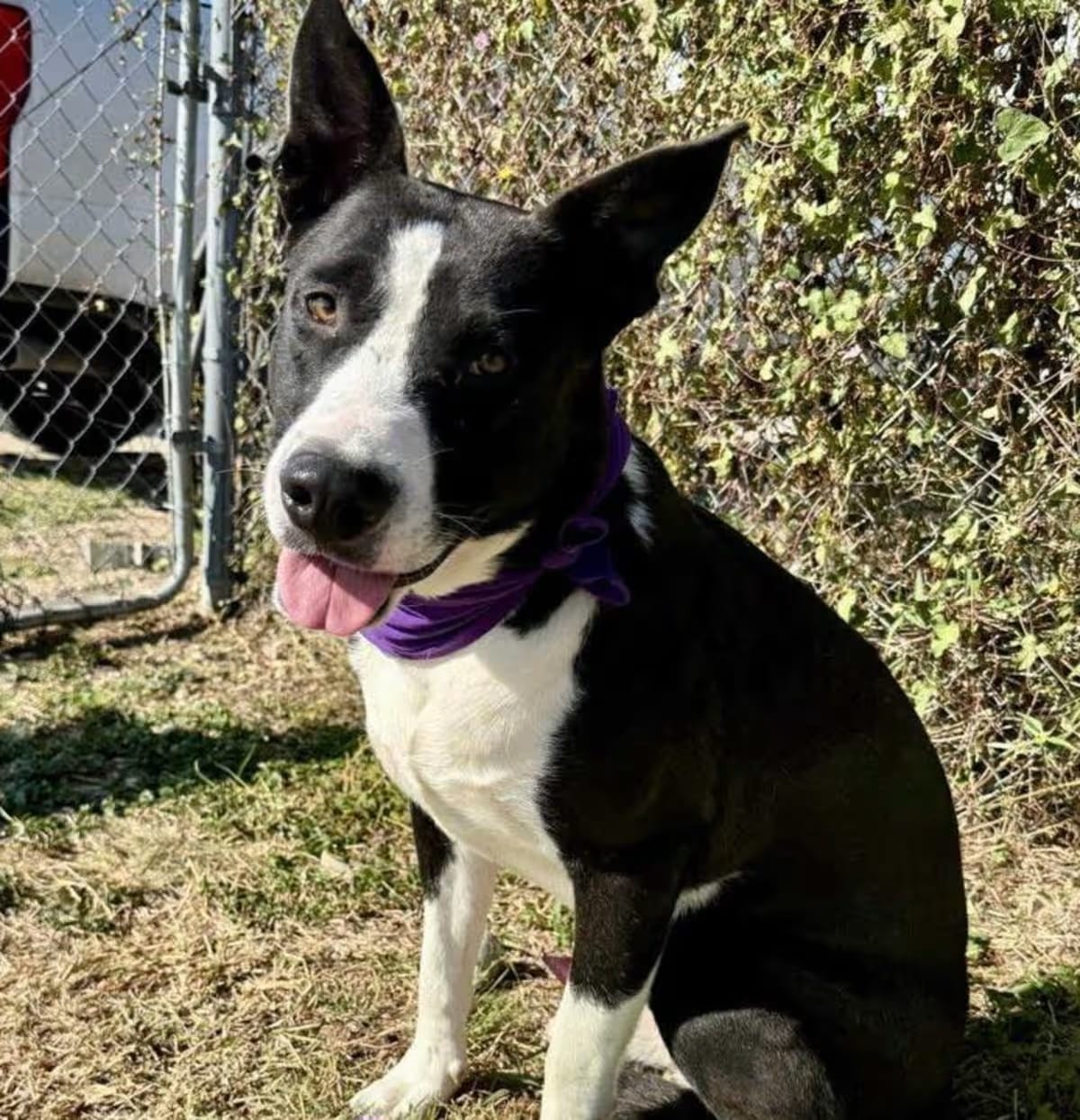 Photo of Moonpie, adoptable Mountain Cur American Staffordshire Terrier in Chattanooga, Tennessee