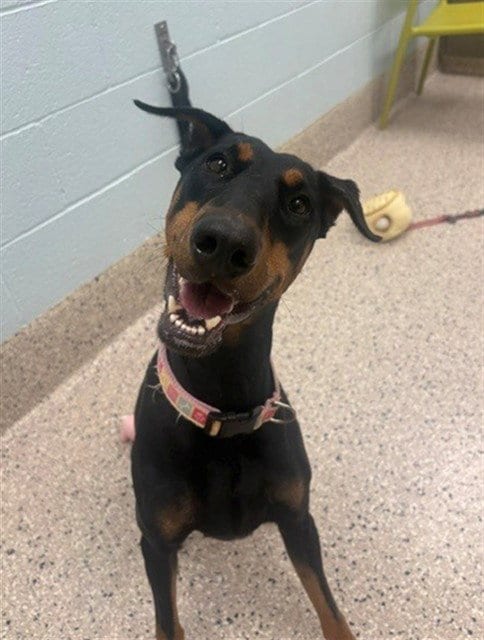 Photo of Arabella, adoptable Doberman Pinscher in Brighton, Colorado