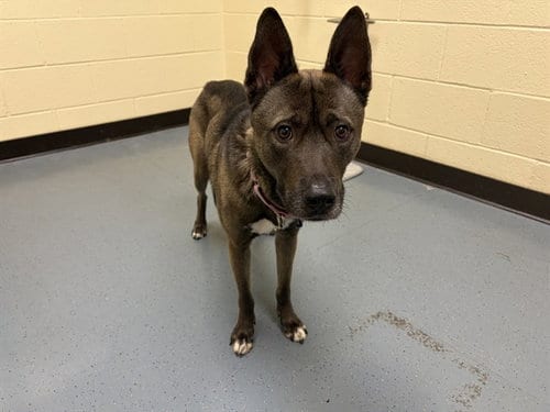 Photo of Donkey Kong, adoptable Siberian Husky in Denver, Colorado