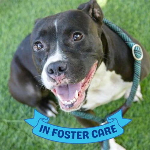 Photo of Dekoda, adoptable American Staffordshire Terrier in Tallahassee, Florida