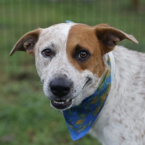 Photo of Champ, adoptable Australian Cattle Dog/Blue Heeler in San Antonio, Texas