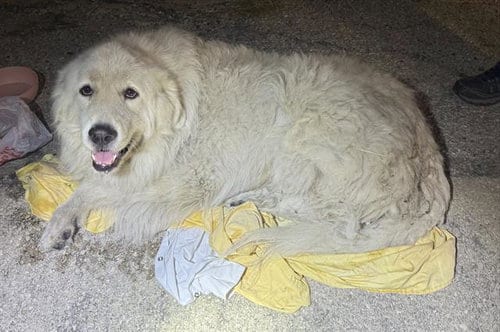 Photo of Champ, adoptable Great Pyrenees in San Antonio, Texas