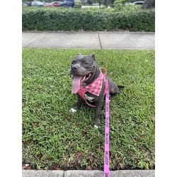 Photo of Mamita, adoptable Terrier (Unknown Type, Medium) in Doral, Florida