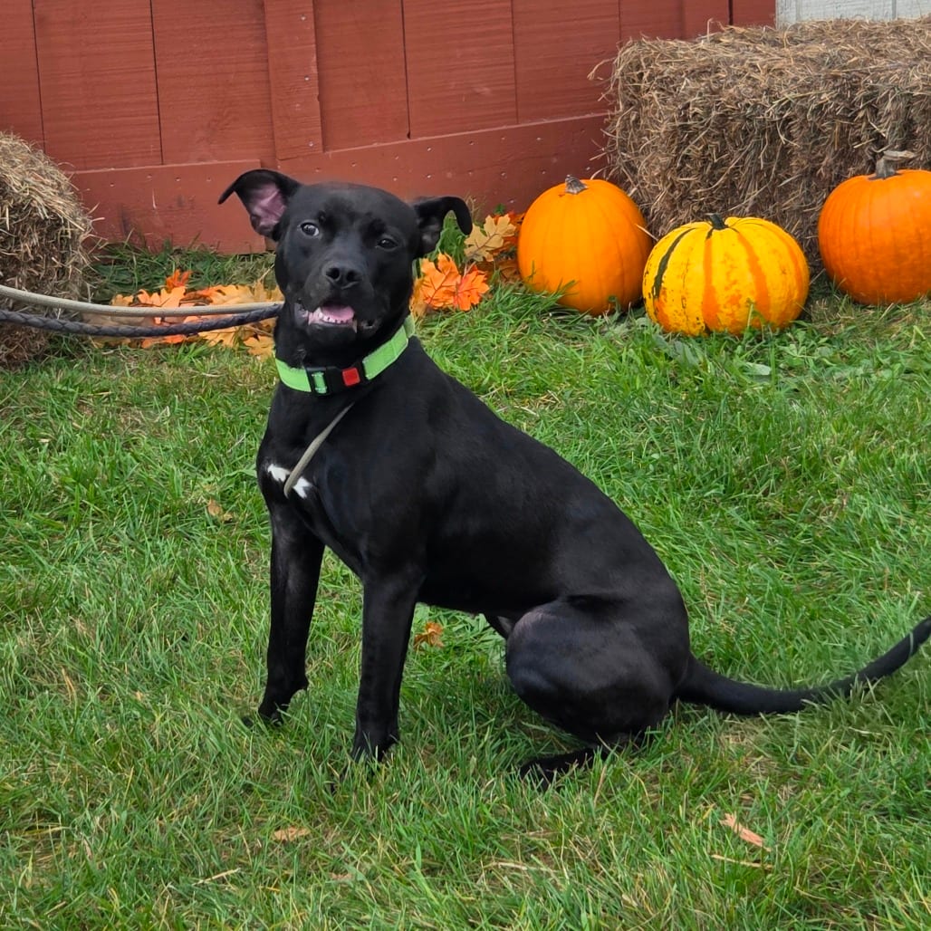 Photo of Andi, adoptable Terrier, Pit Bull in Ballston Spa, New York
