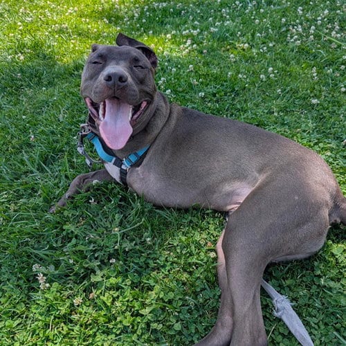 Photo of Eclipse, adoptable Pit Bull Terrier in Alameda, California