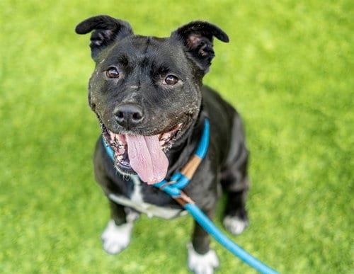 Photo of Dottie, adoptable Labrador Retriever in San Jose, California