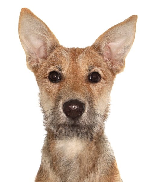 Photo of Kiwi, adoptable Shepherd in Oakland Park, Florida