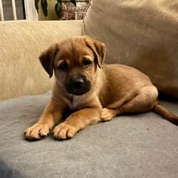 Photo of Snickers, adoptable Labrador Retriever Mixed Breed (Medium) in Winchester, Virginia