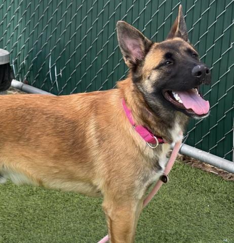 Photo of Sam, adoptable German Shepherd Dog in Camarillo, California