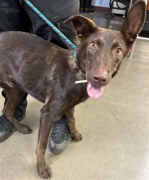 Photo of Frosty, adoptable German Shepherd Dog in Phoenix, Arizona