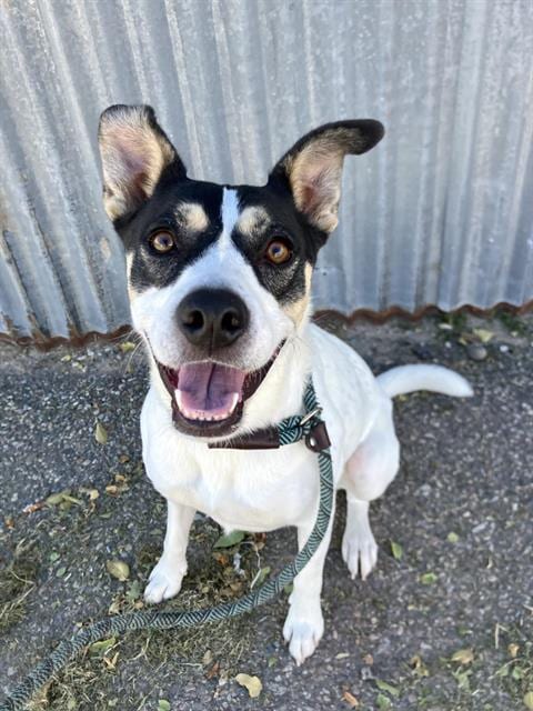 Photo of Blanca, adoptable Labrador Retriever in Albuquerque, New Mexico