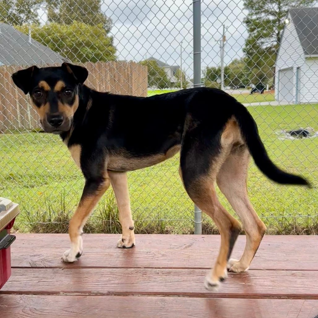 Photo of Fable, adoptable Shepherd / Mixed Breed (Medium) in Chesapeake, Virginia