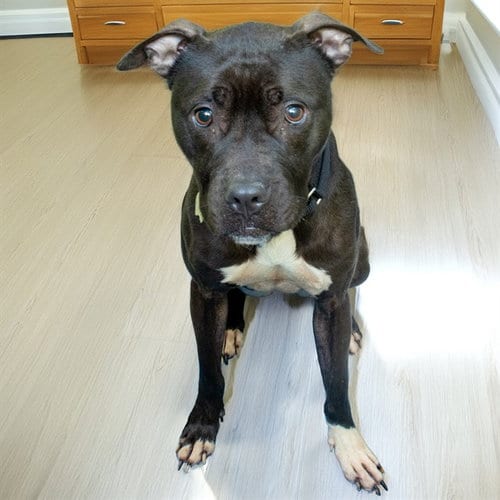 Photo of Cara, adoptable Pit Bull Terrier in St Louis, Missouri