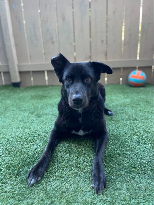 Photo of Winnie, adoptable Labrador Retriever in San Diego, California