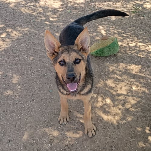 Photo of Lightsaber, adoptable Australian Kelpie in Apple Valley, California