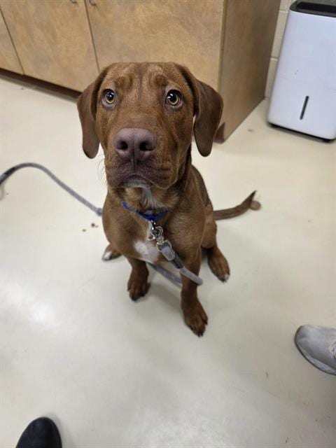 Photo of Elmo, adoptable Redbone Coonhound in Center Township, Pennsylvania