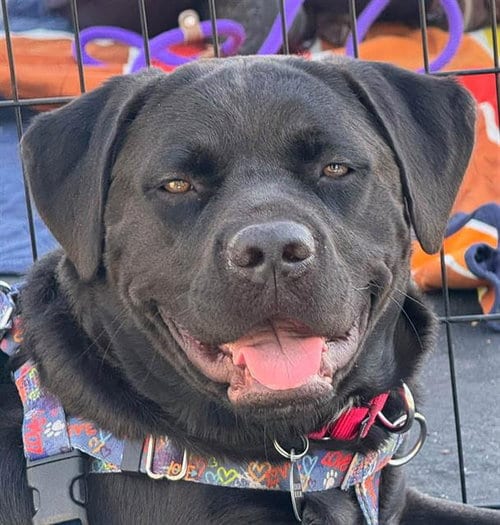 Photo of Wilma, adoptable Labrador Retriever in Martinez, California
