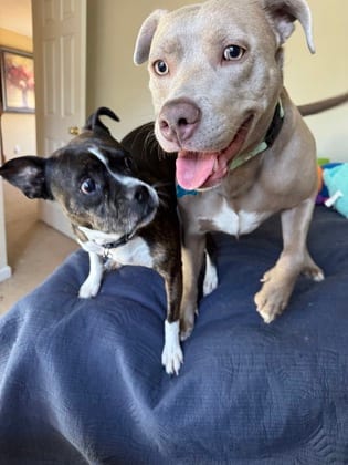 Photo of Volvo, adoptable dog in Chamblee, Georgia