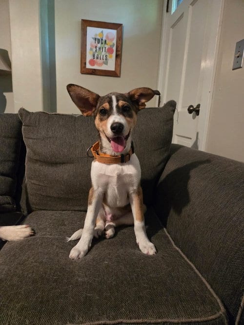 Photo of Pine, adoptable Husky in LEBANON, Connecticut