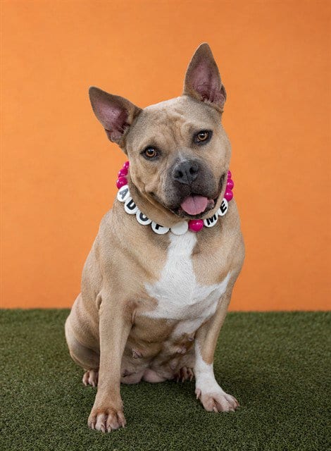 Photo of Dixie, adoptable Bulldog in Miami, Florida