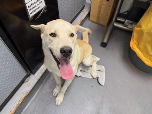 Photo of Reed, adoptable Siberian Husky in Antioch, California