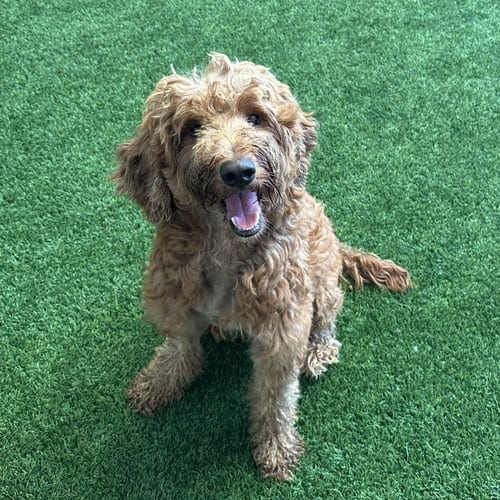Photo of Bruno, adoptable Poodle (Standard) in Burlingame, California
