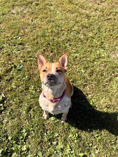 Photo of Darby, adoptable Australian Cattle Dog mix in Center Township, Pennsylvania