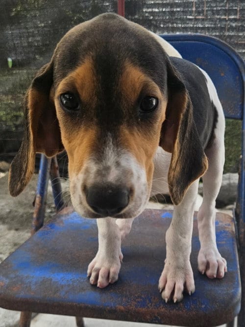 Photo of Marlin, adoptable Coonhound in Tracy City, Tennessee