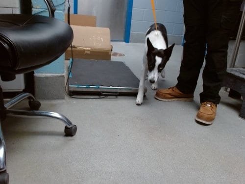 Photo of Dune, adoptable Border Collie in Albuquerque, New Mexico