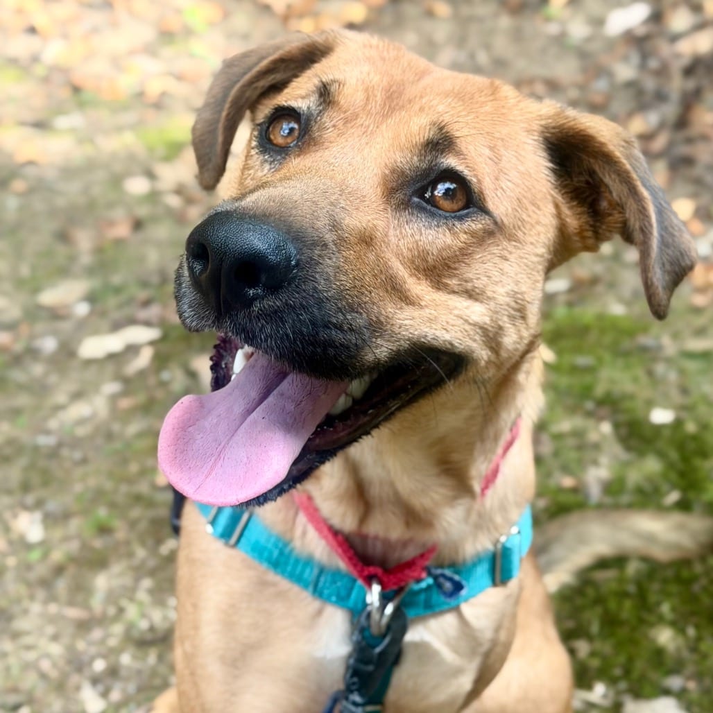 Photo of Cupboard, adoptable Mixed Breed (Large)
