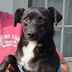 Photo of Chandler, adoptable Chihuahua in Waterloo, Illinois
