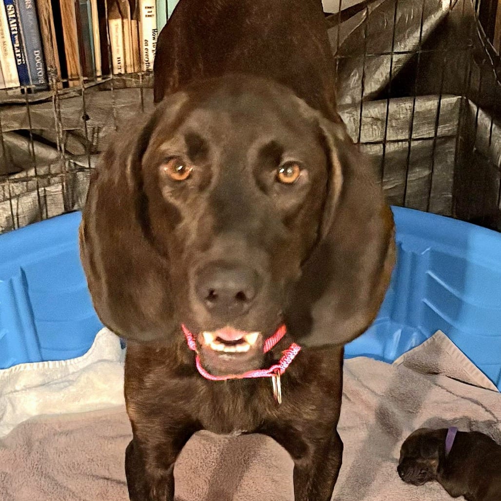 Photo of Rebecca, adoptable Hound, Plott in Fairfax Station, Virginia