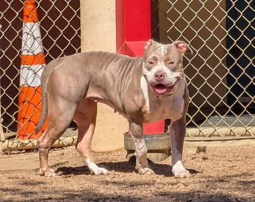Photo of Tulip, adoptable Pit Bull Terrier in Plano, Texas